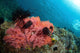 Healthy Corals Shallows Samal Wall Decal