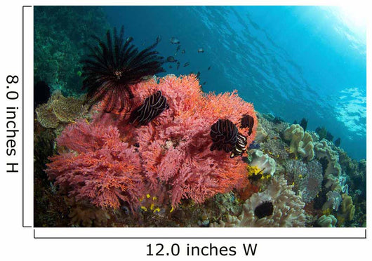 Healthy Corals Shallows Samal Wall Decal