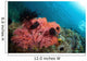 Healthy Corals Shallows Samal Wall Decal