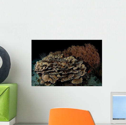Reef Night Apo Island Wall Decal