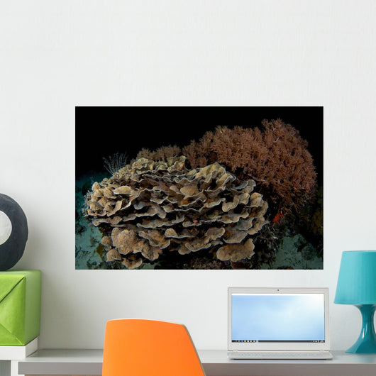 Reef Night Apo Island Wall Decal