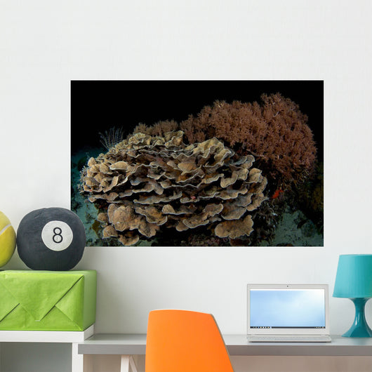Reef Night Apo Island Wall Decal