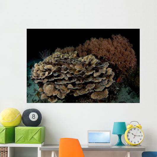 Reef Night Apo Island Wall Decal