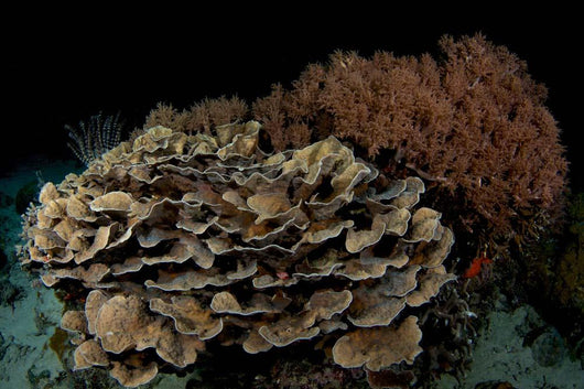 Reef Night Apo Island Wall Decal