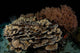 Reef Night Apo Island Wall Decal