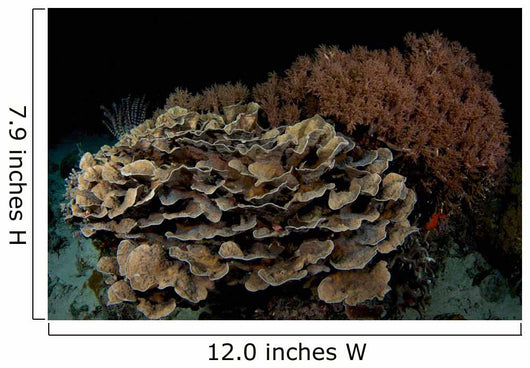 Reef Night Apo Island Wall Decal