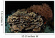 Reef Night Apo Island Wall Decal