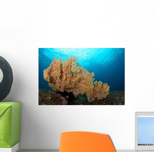 Beautiful Sea Fan Silliman Wall Decal