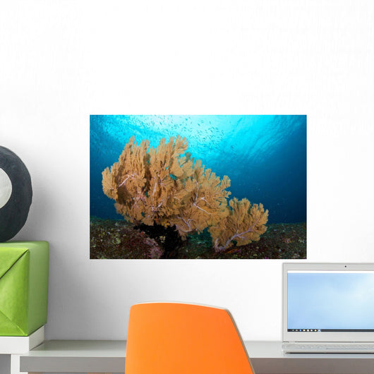 Beautiful Sea Fan Silliman Wall Decal