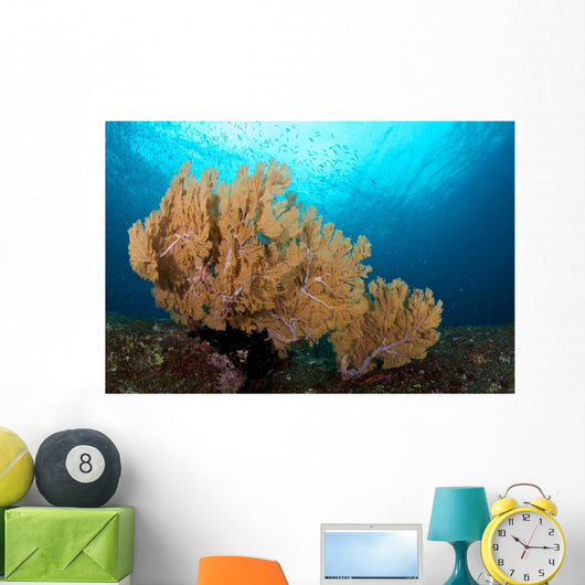 Beautiful Sea Fan Silliman Wall Decal