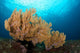 Beautiful Sea Fan Silliman Wall Decal