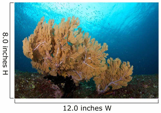 Beautiful Sea Fan Silliman Wall Decal