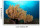 Beautiful Sea Fan Silliman Wall Decal