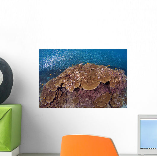 Sardines and Hard Corals Wall Decal
