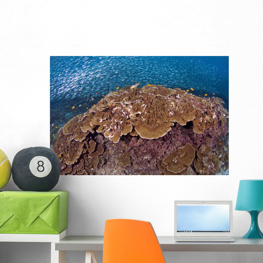 Sardines and Hard Corals Wall Decal