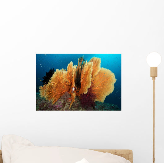 Sea Fan Silliman Islands Wall Decal