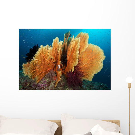 Sea Fan Silliman Islands Wall Decal