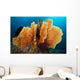 Sea Fan Silliman Islands Wall Decal