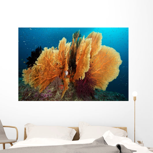 Sea Fan Silliman Islands Wall Decal