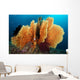 Sea Fan Silliman Islands Wall Decal