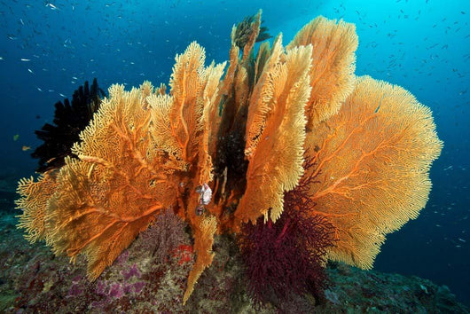 Sea Fan Silliman Islands Wall Decal