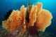 Sea Fan Silliman Islands Wall Decal