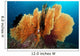 Sea Fan Silliman Islands Wall Decal