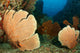 Beautiful Sea Fans Fan Wall Decal