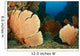 Beautiful Sea Fans Fan Wall Decal