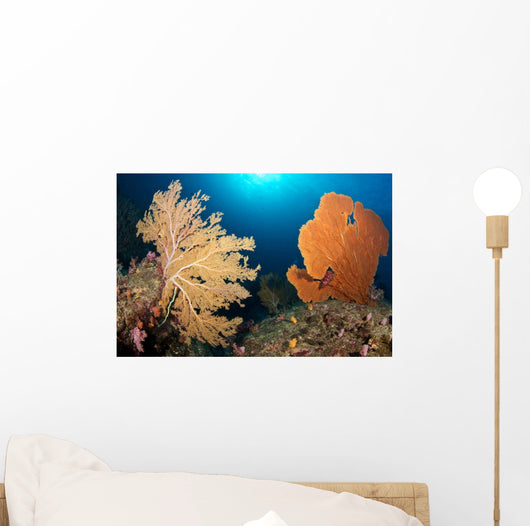 Sea Fans Silliman Islands Wall Decal