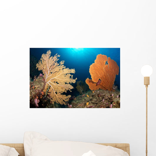 Sea Fans Silliman Islands Wall Decal