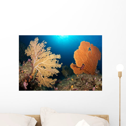 Sea Fans Silliman Islands Wall Decal