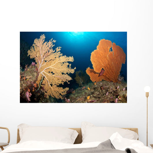 Sea Fans Silliman Islands Wall Decal