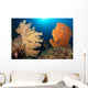 Sea Fans Silliman Islands Wall Decal