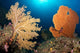 Sea Fans Silliman Islands Wall Decal