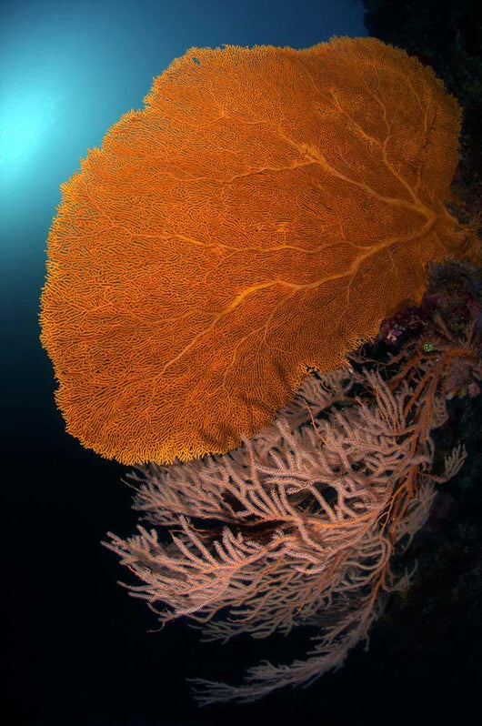 Sea Fans Wall Tubbataha Wall Decal