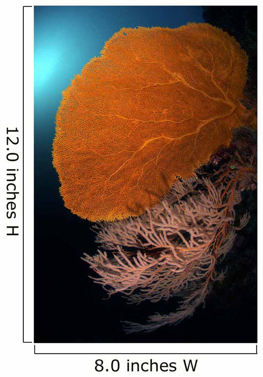 Sea Fans Wall Tubbataha Wall Decal