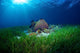 Sea Grass Meadow and Wall Decal