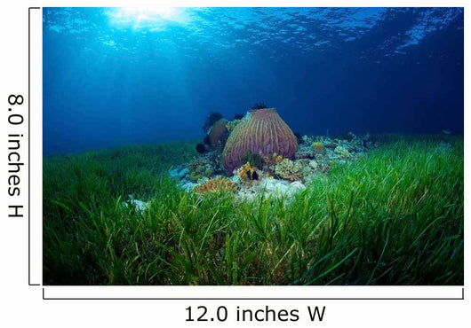 Sea Grass Meadow and Wall Decal