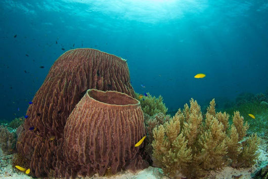 Sponges and Soft Corals Wall Decal