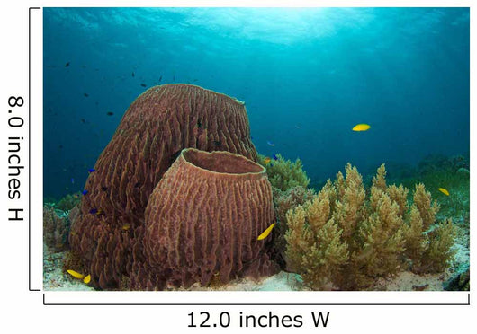 Sponges and Soft Corals Wall Decal