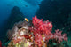 Soft Corals Iconic Dive Wall Decal