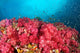 Soft Coral Garden Richelieu Wall Decal