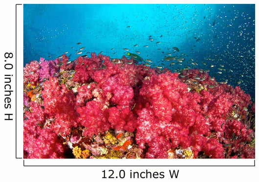 Soft Coral Garden Richelieu Wall Decal