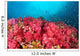 Soft Coral Garden Richelieu Wall Decal