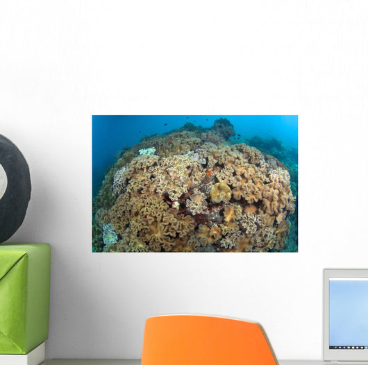 Soft Coral Garden Apo Wall Decal