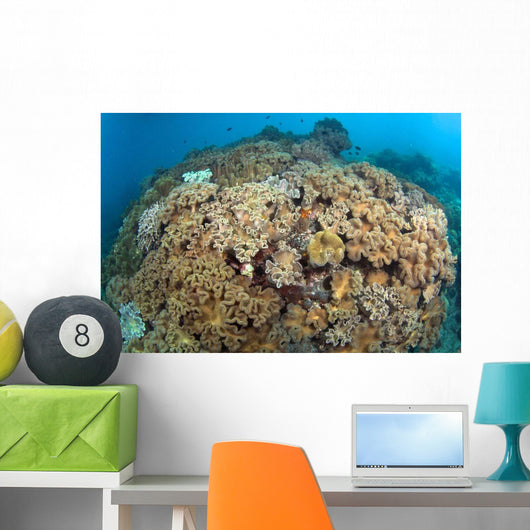 Soft Coral Garden Apo Wall Decal