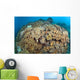 Soft Coral Garden Apo Wall Decal
