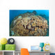 Soft Coral Garden Apo Wall Decal