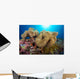 Soft Coral Garden and Wall Decal